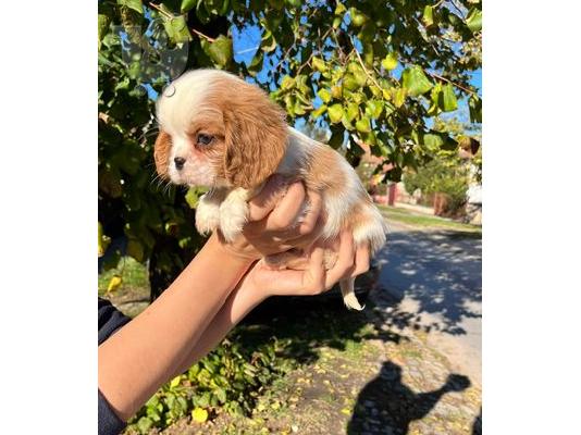 Cavalier King Charles Spaniel